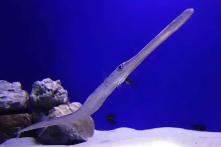 Un pesce flauto