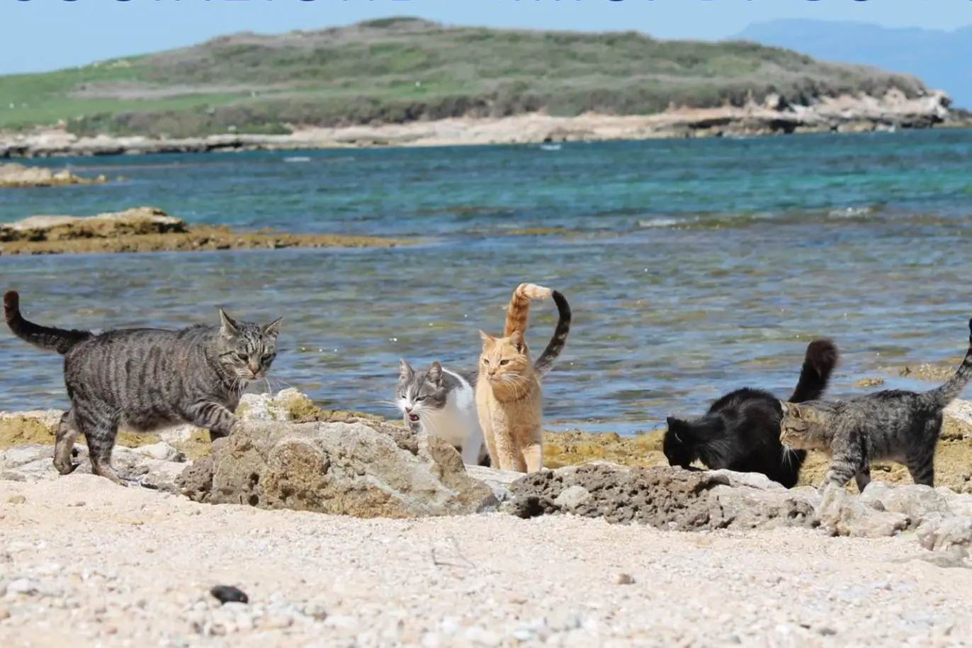 I gatti di Su Pallosu (Archivio L'Unione Sarda)