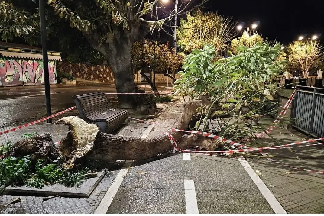 La Phytolacca caduta sul lungomare