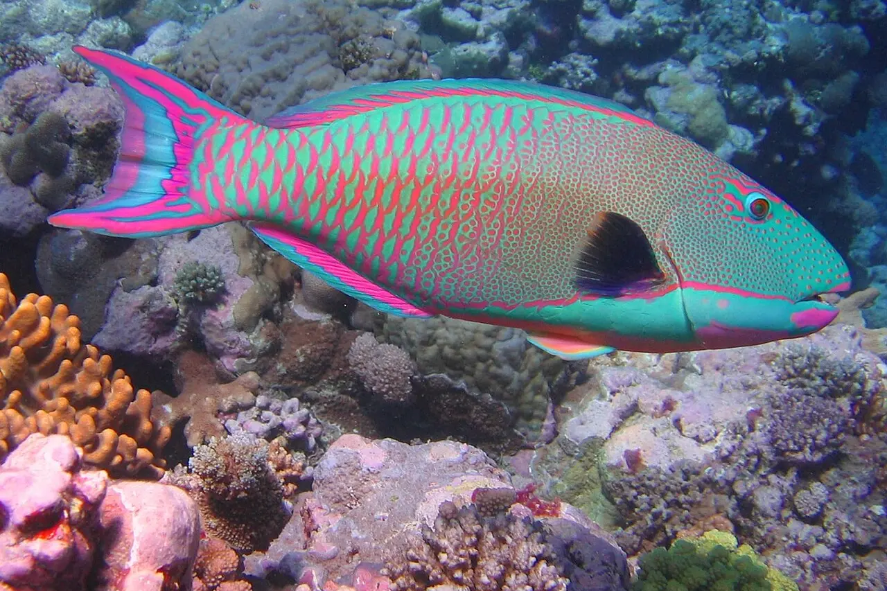 Un pesce pappagallo