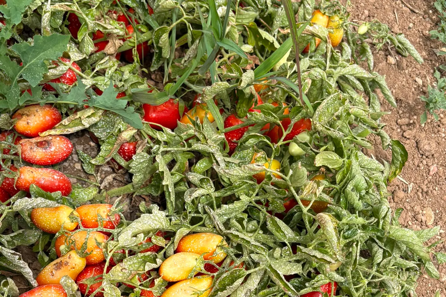 Pomodori danneggiati dal caldo record