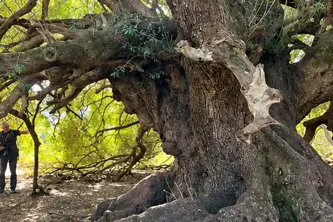 Luras, l’olivastro millenario di S’Ozzastru (foto Comune di Luras)