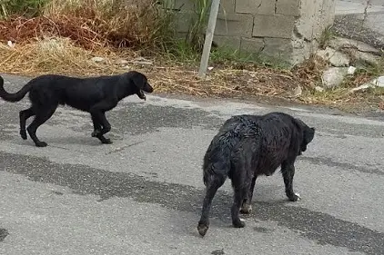 Cani randagi (foto da google)