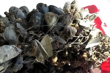 Cagliari, nella laguna di Santa Gilla le cozze distrutte dal caldo: «La Regione ci aiuti»