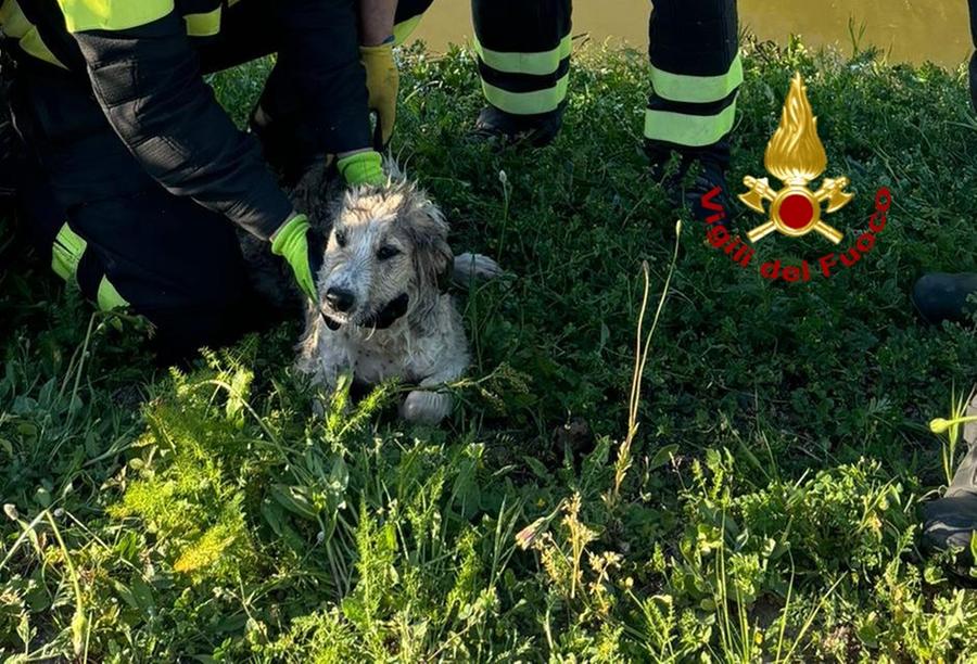 Riola Sardo, cane cade in un canale: il salvataggio dei vigili del fuoco