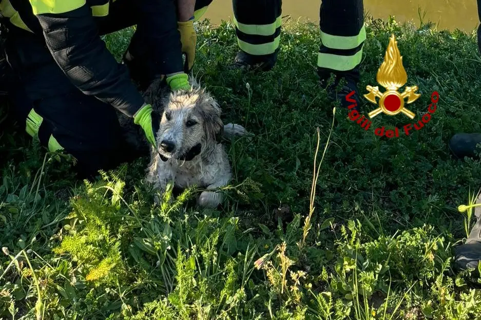 Il cane salvato dai vigili del fuoco a Riola Sardo