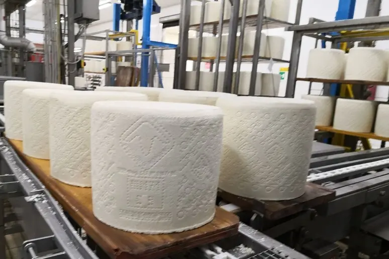 Forme di pecorino romano