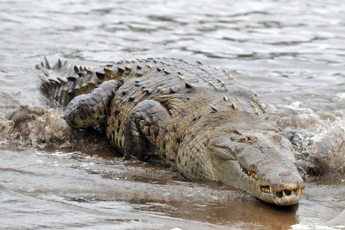 Azzannato in acqua da un coccodrillo, si libera lottando