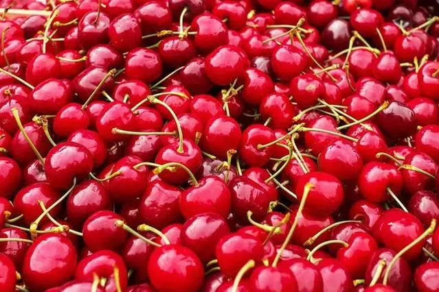 The cherries of Burcei
