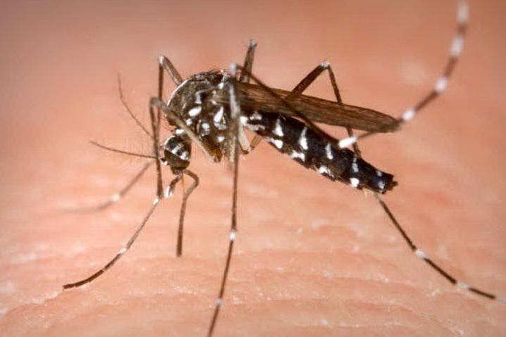 Zanzare killer: sale l'allarme per il virus mortale
