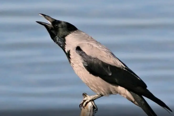 Una cornacchia