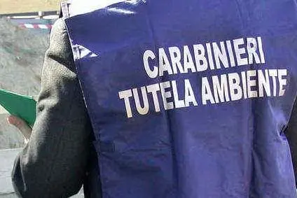 (Ansa)
