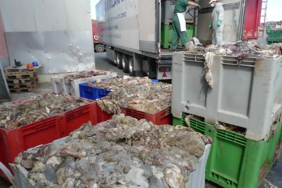 Le carcasse di animali sequestrate a Cagliari