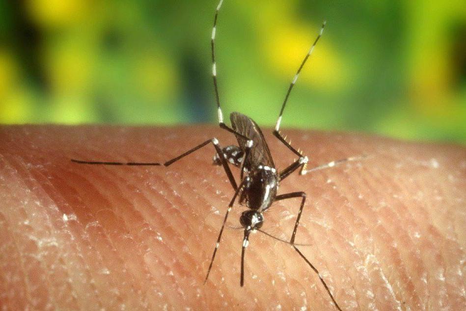 Febbre del Nilo, zanzare positive al virus nella zona di Ottana