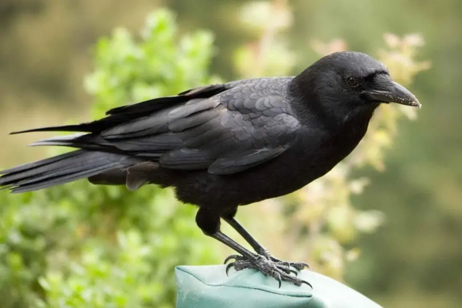 Un corvo