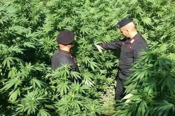 Una piantagione di cannabis (Foto carabinieri)