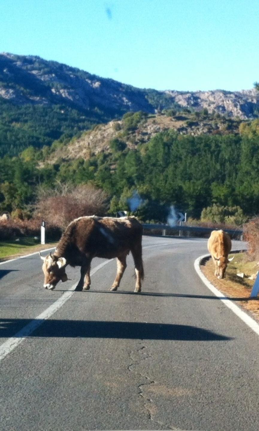 Animali liberi di attraversare: «Servono barriere e dissuasori»