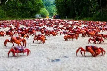 La migrazione dei granchi rossi