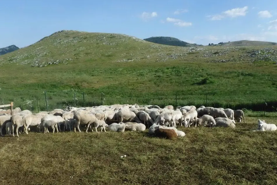 Un gregge di pecore (Archivio L'Unione Sarda)