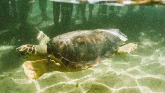 Castelsardo Santuario delle tartarughe: rete per la tutela di Caretta caretta