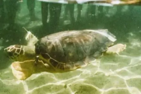 Tartaruga Caretta caretta (foto concessa)