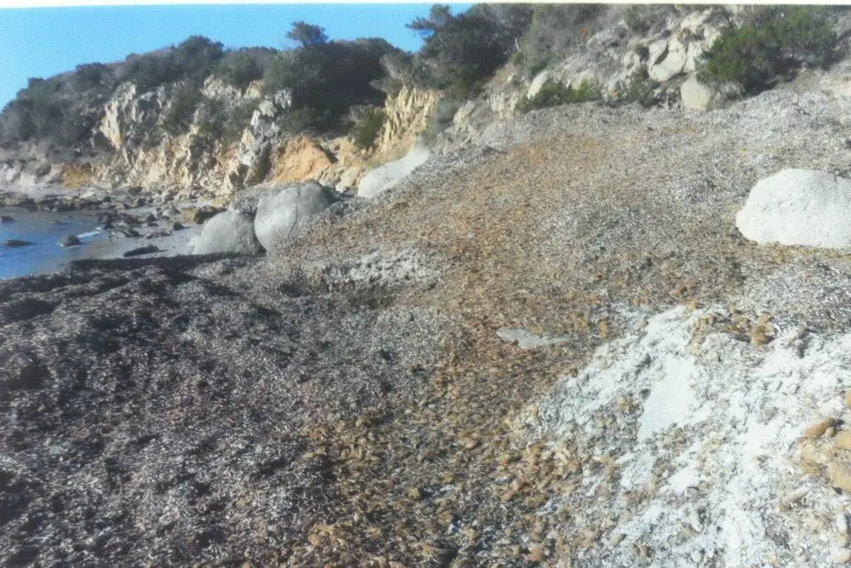 Le alghe sulla spiaggia di Is Traias
