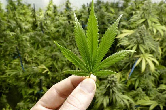 Qual è il motivo principale per l'uso della cannabis? Scopriamolo insieme