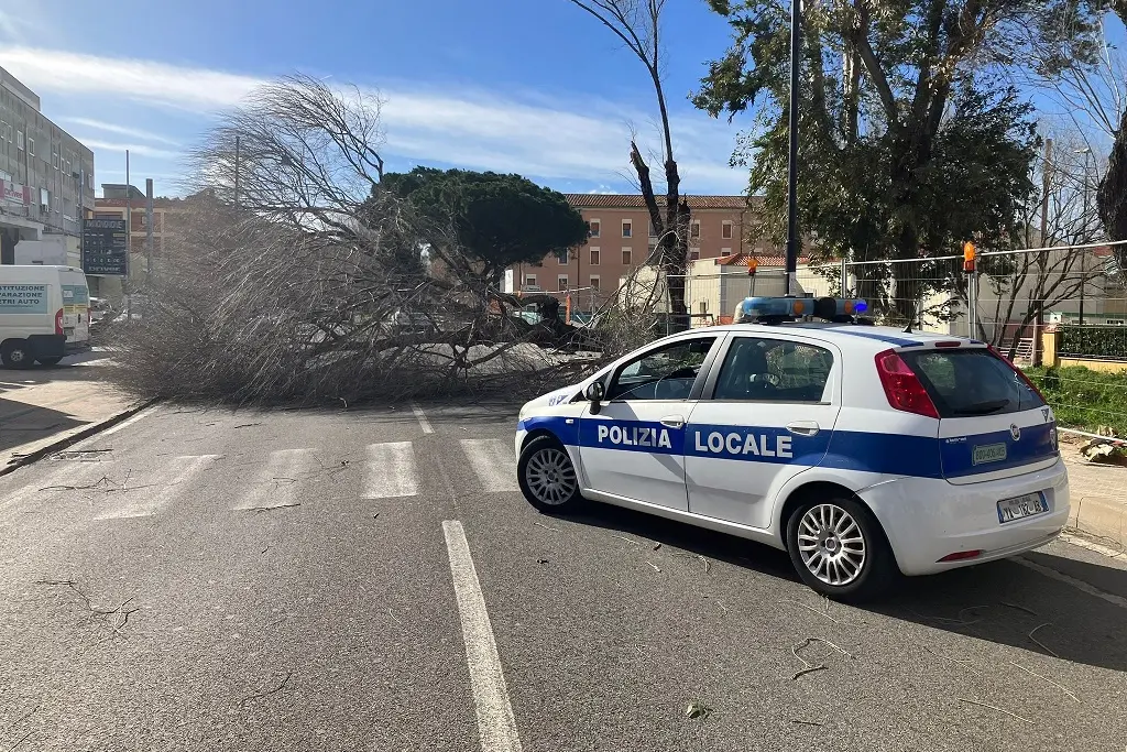 L'albero sradicato in via Roma, ad Olbia (L'Unione Sarda)