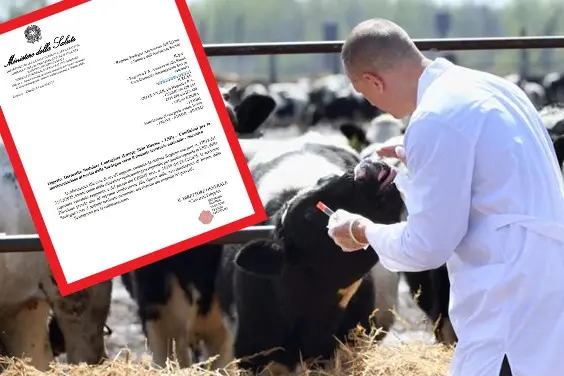 Via alla movimentazione dei bovini dalla Sardegna