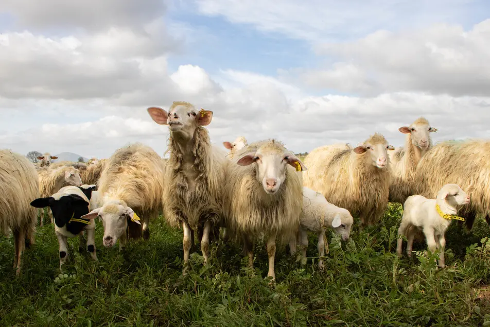L'agricoltura rigenerativa cambia anche i sistemi di allevamento (Archivio US)