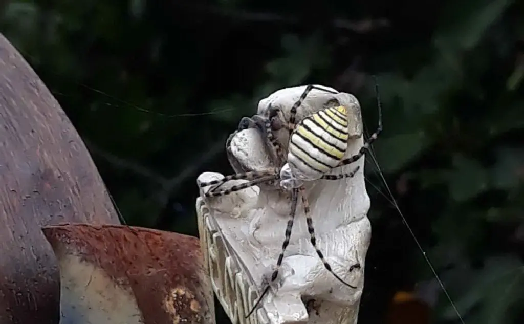 Un &quot;ragno vespa&quot; fotografato a Flumini di Quartu da Elisa (10/09/2018)