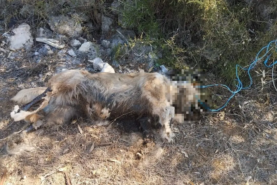 Il cane trovato morto a Ponti Pizzinnu