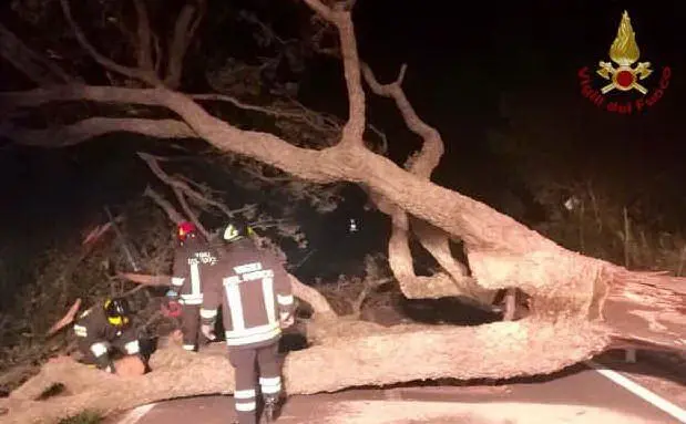 Un albero crolla a causa del forte vento (Foto Vigili del fuoco)
