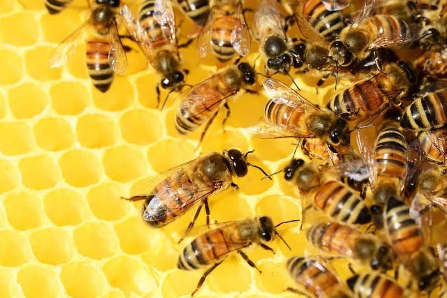 Assalito da uno sciame d'api, muore un agricoltore reggiano