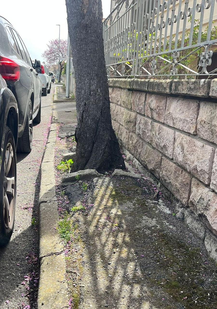 Nei marciapiedi tra alberi e trappole