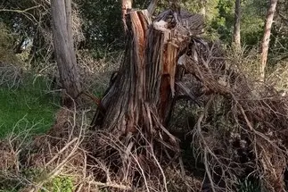 Quel che resta dell'arbusto secolare (foto via Ansa)