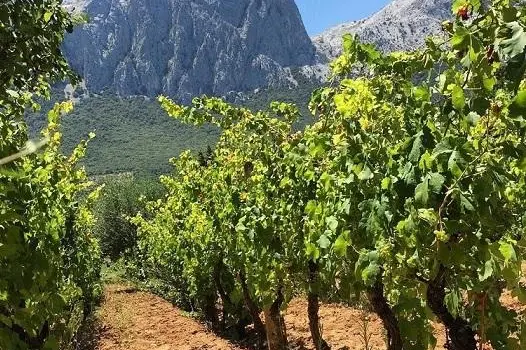 Oliena, un vigneto di Cannonau Nepente ai piedi del Corrasi