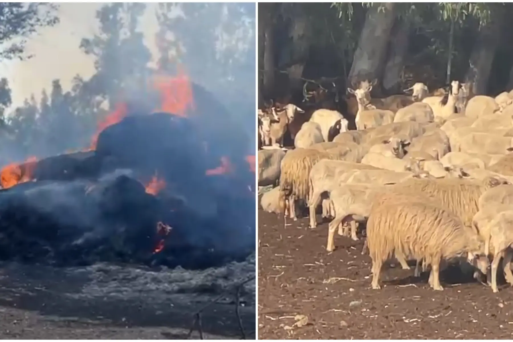 Incendio a Furtei (Foto Deidda)