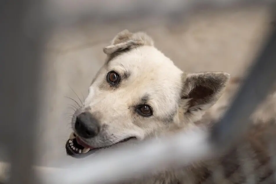 Un cane, immagine simbolo (Ansa)