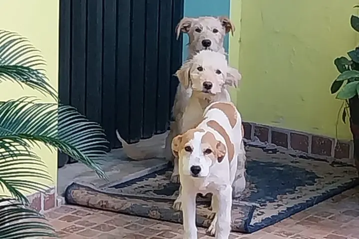 I tre cuccioli in giro per Cossoine (foto concessa)