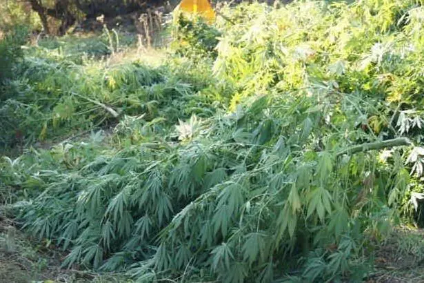 Una piantagione di marijuana - foto d'archivio
