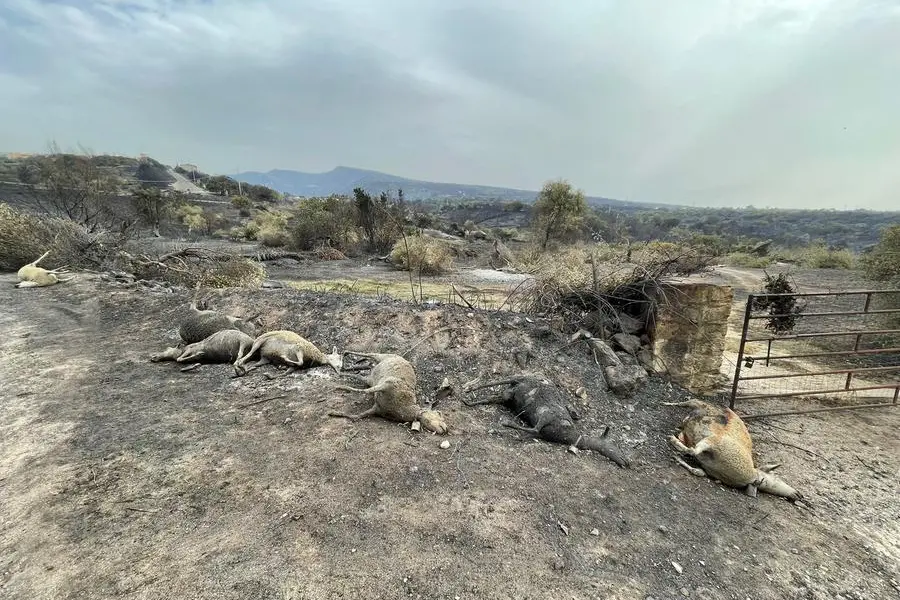Animali uccisi dal fuoco a Cuglieri (Foto Deidda)