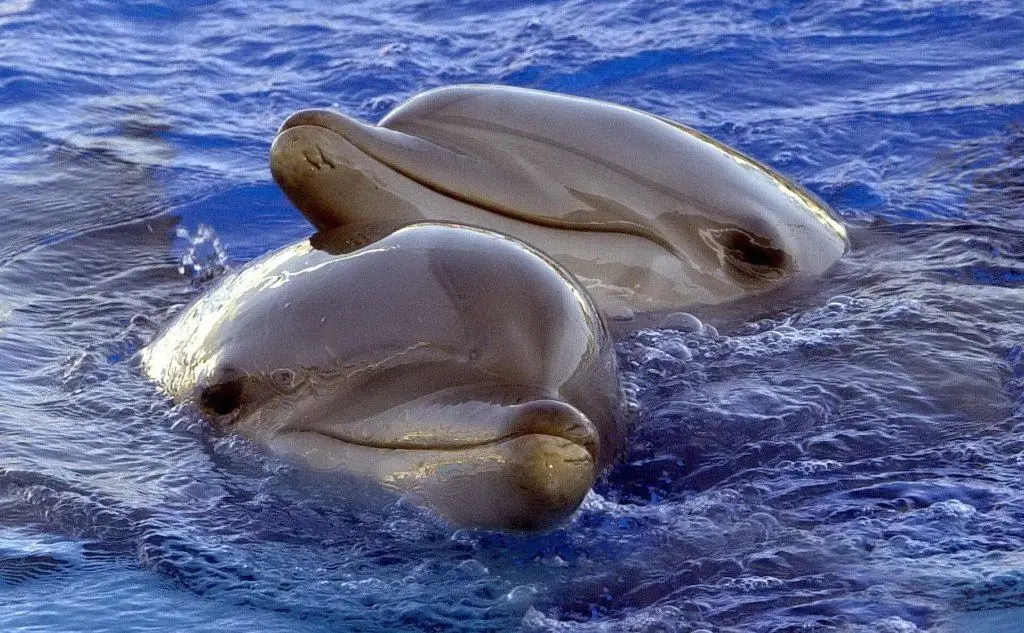 Due delfini tursiope (archivio L'Unione Sarda - A. Piras)