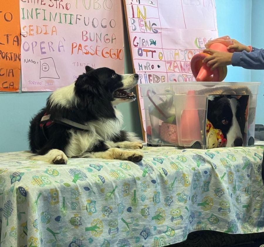 Happy, il terapeuta a quattro zampe