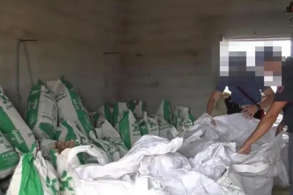 Cinque quintali di marijuana nascosti nell’azienda agricola: 25enne in arresto a Tramatza (foto @Carabinieri/Polizia)