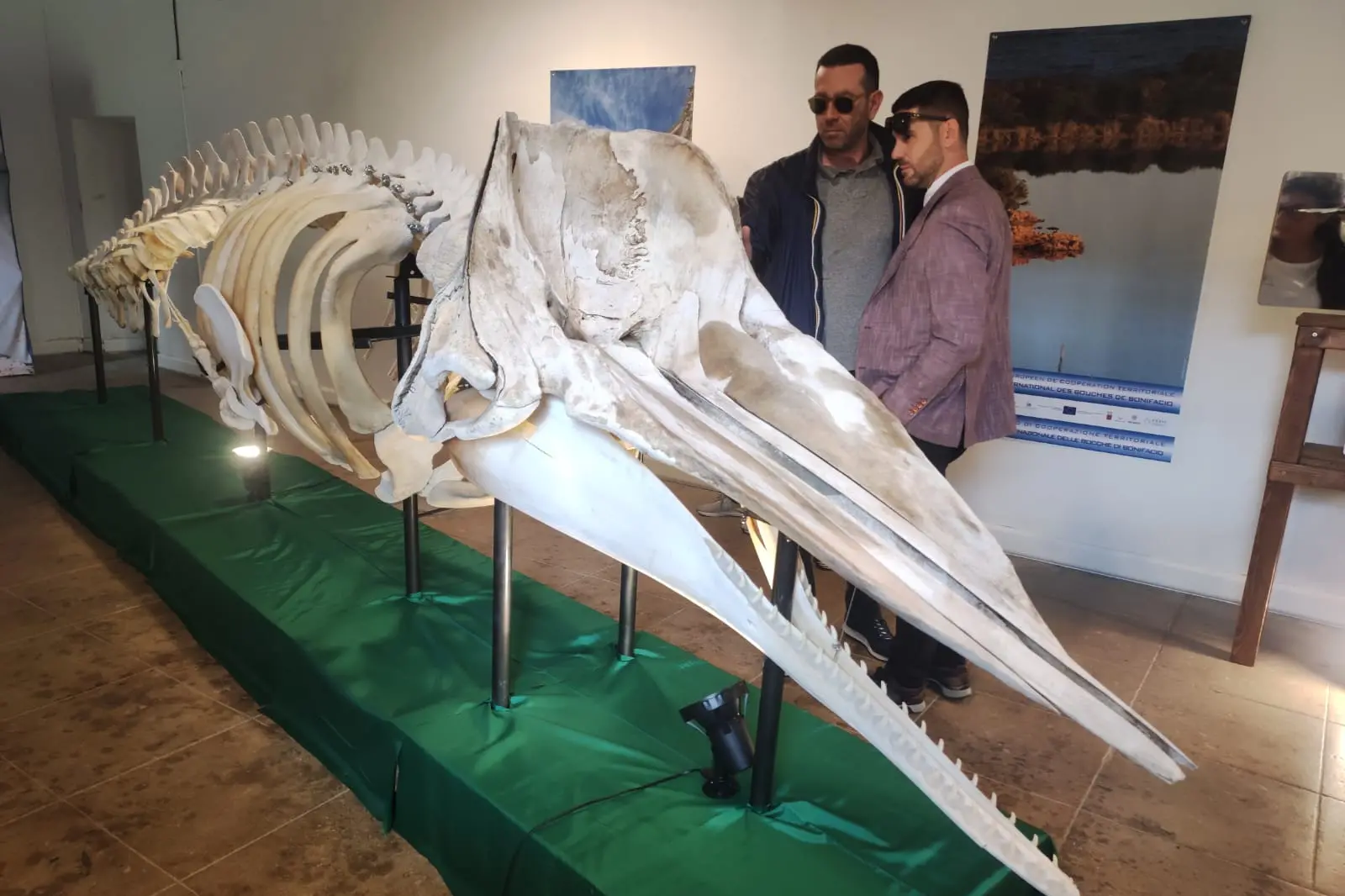 Lo scheletro del capodoglio esposto nel Museo a Caprera  (foto Ronchi)