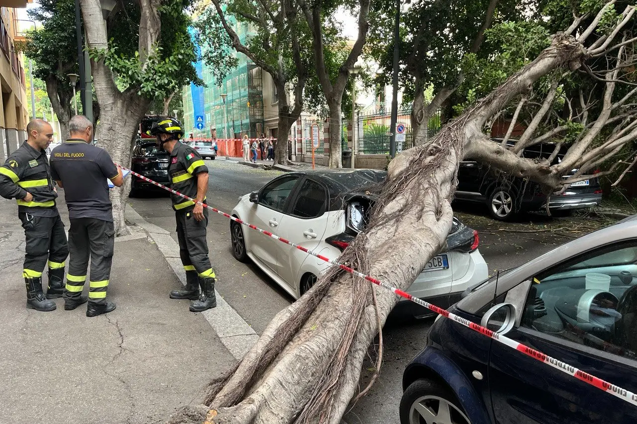 L'albero caduto in viale Merello