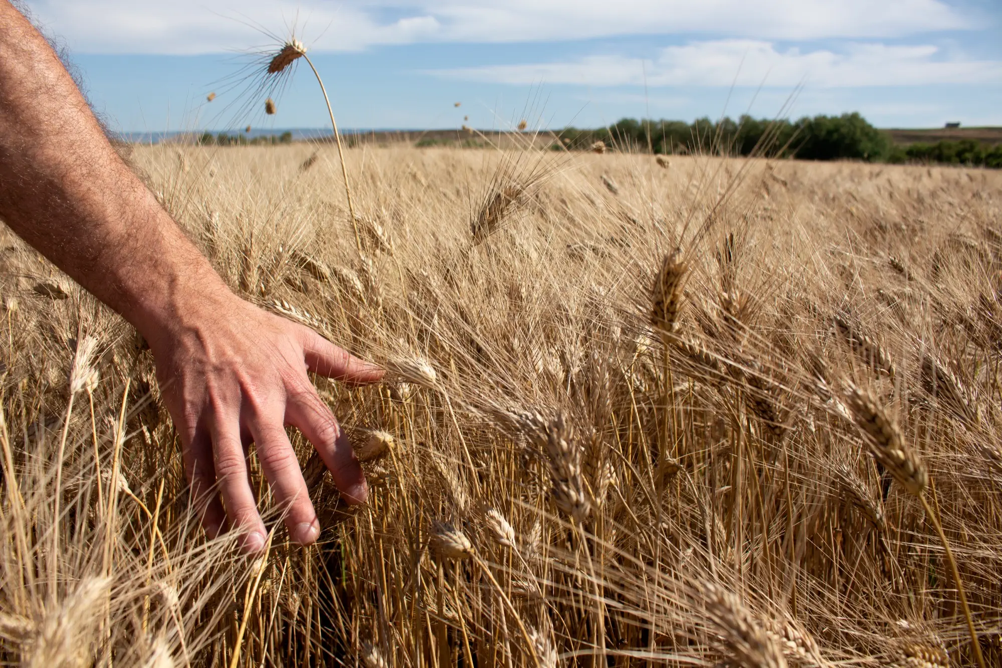 Oltre 300 agricoltori aderiscono alla Filiera Ercole Punto Zero 100% sarda