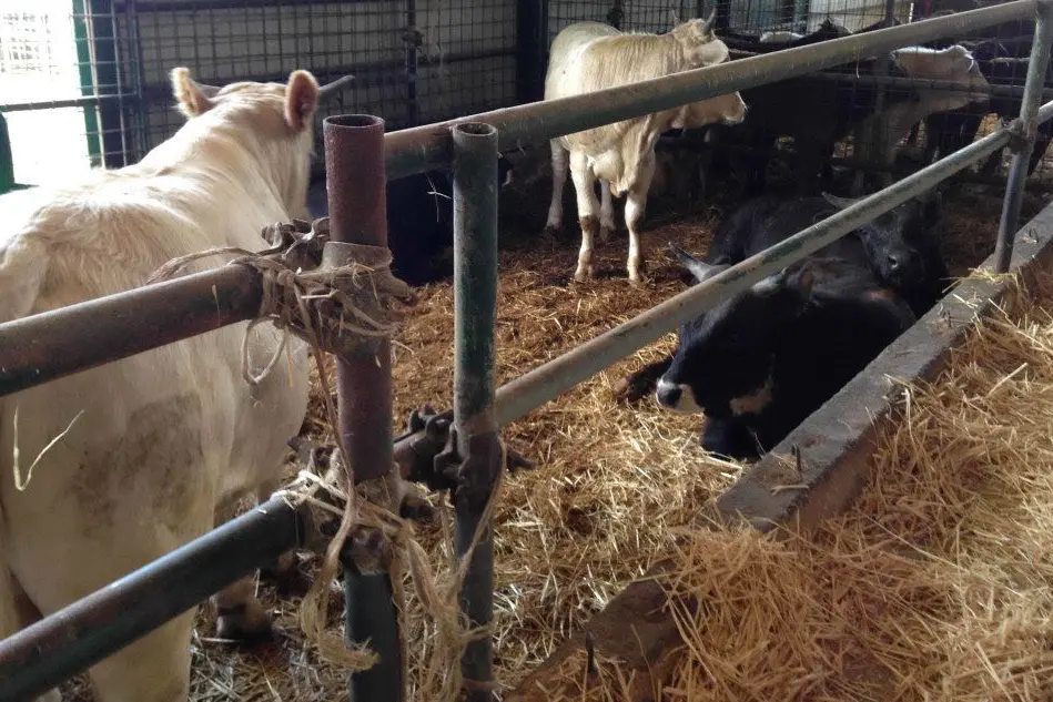 Bivini senza marchio in una stalla (immagine simbolo)