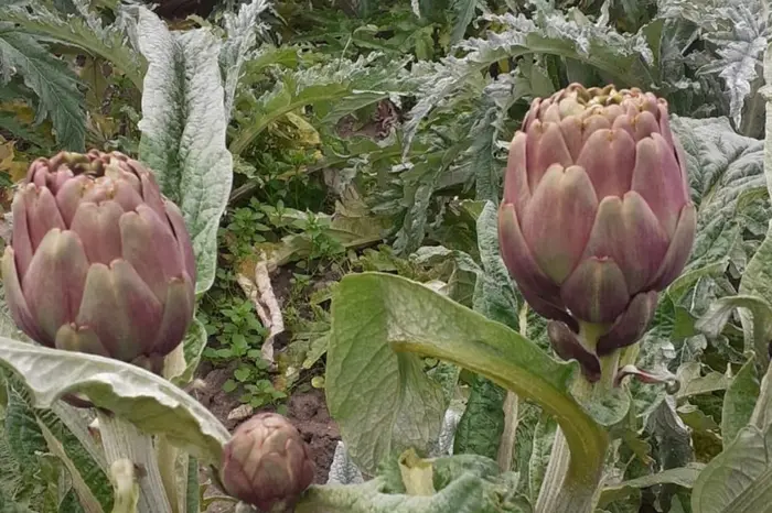 Carciofi (foto Ansa)